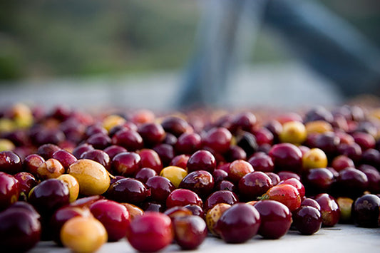 Anatomy of a coffee cherry