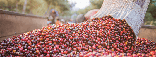 Bean of the Month: Guatemala RFA Organic | January 2022