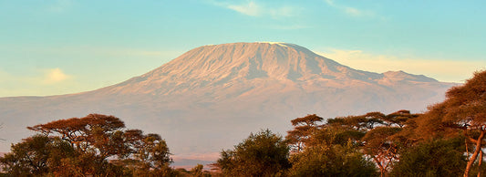 Bean of the Month: Tanzania Kilimanjaro AA | October 2021