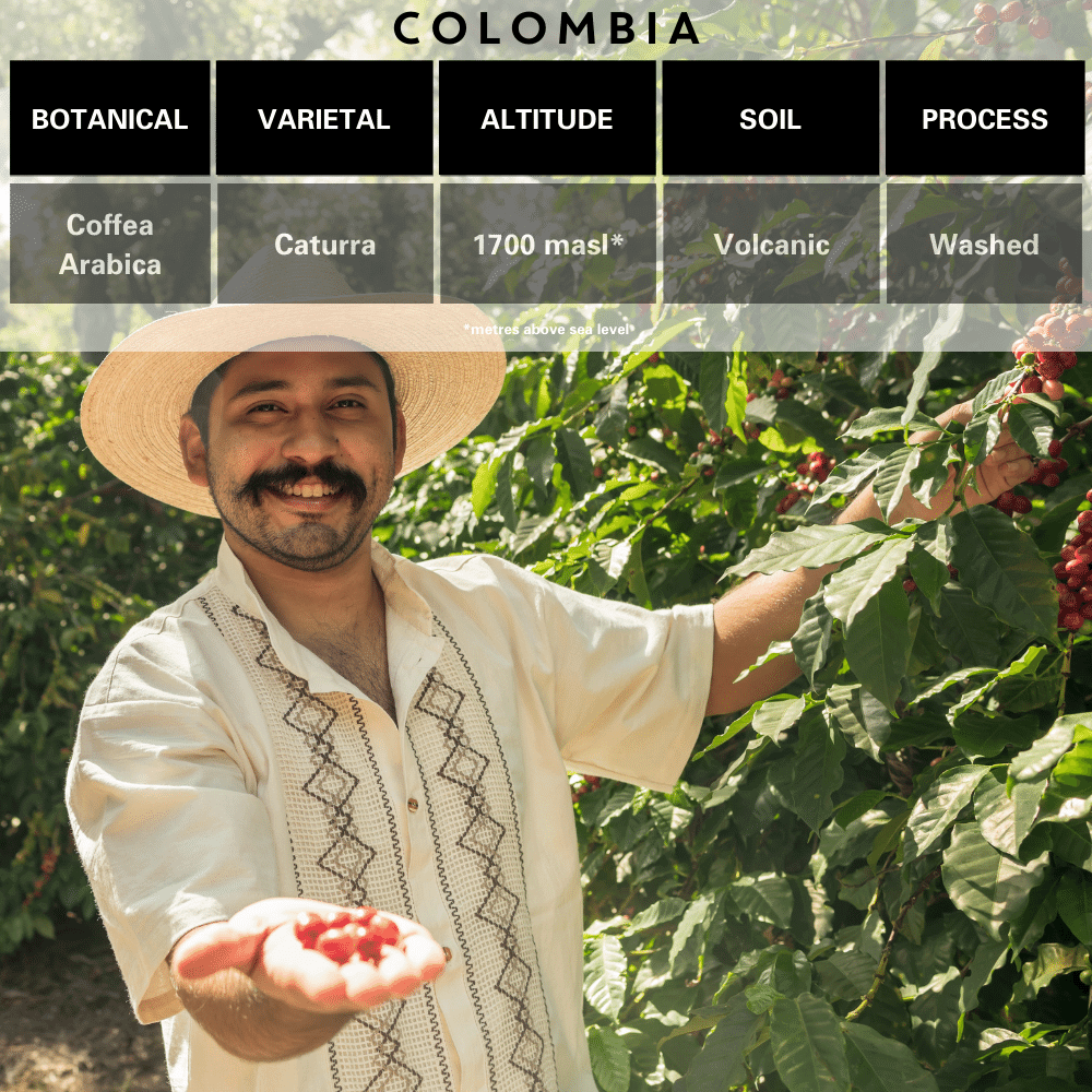 Colombia Single Origin Varietal and Botanical and Altitude and Soil and Washed Process. Colombian farmer holding beans for Merlo